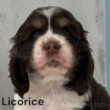 puppy, for, sale, Cocker Spaniel, Joe & Cherri  Overlease, dog, breeder, Miller, MO, dog-breeder, puppy-for-sale, forsale, nearby, find, puppyfind, locator, puppylocator, aca